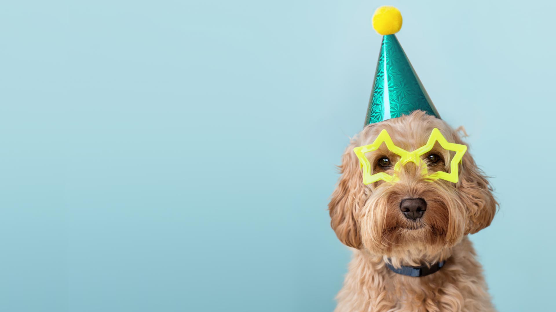 Dog wearing party hat and start-shaped glasses Dog wearing party hat and start-shaped glasses