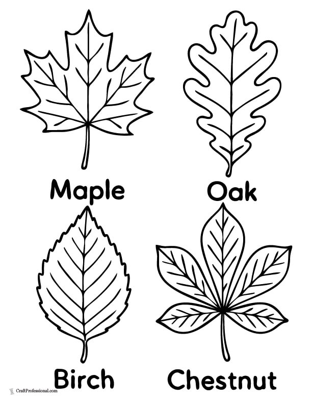 Four fall leaves, labeled maple, birch, oak, and chestnut, coloring page