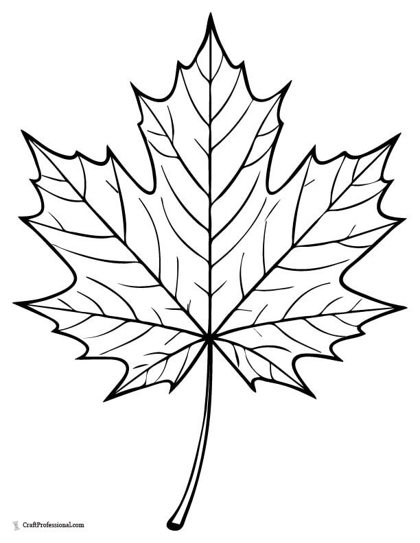 Detailed maple leaf coloring sheet