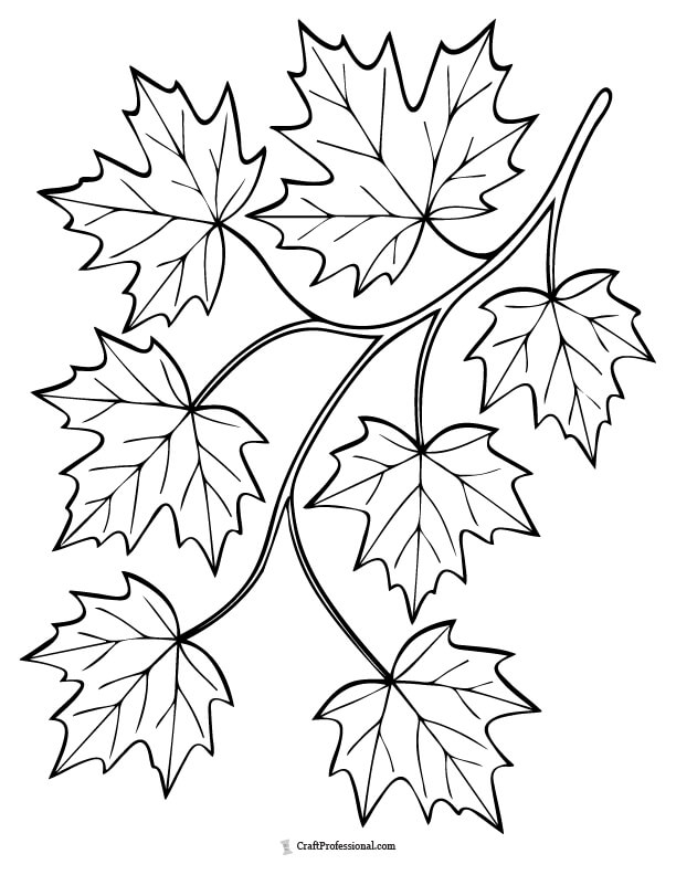 Maple tree branch with leaves to color