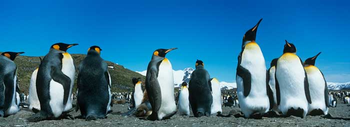 Colony of penguins Colony of penguins