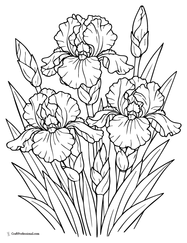 Realistic iris flower coloring page with layered petals and leaves.