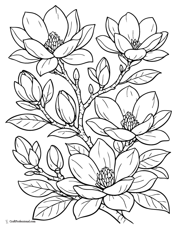 Magnolia blossom coloring page with large petals and leaves.
