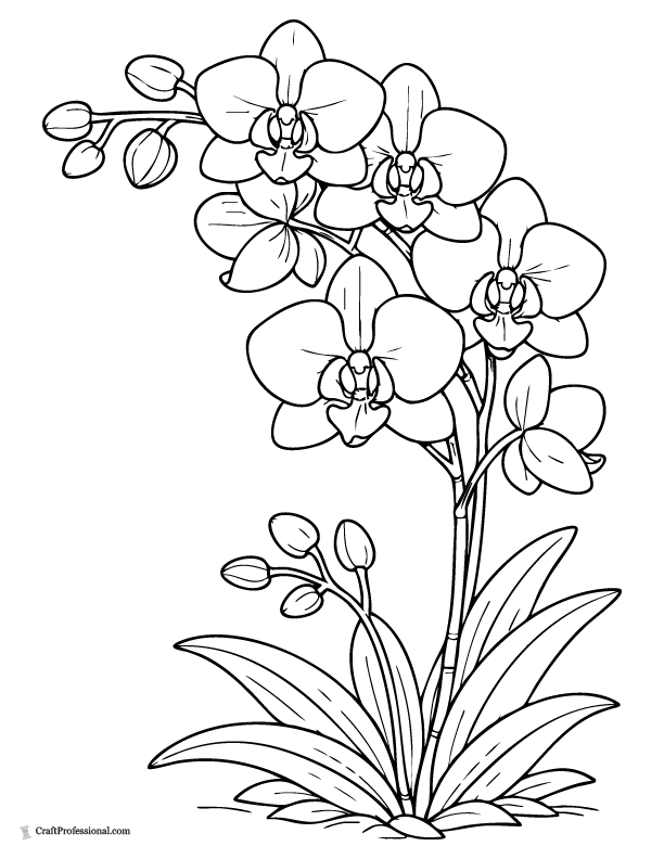 Realistic orchid flower coloring page with detailed petals and stem.