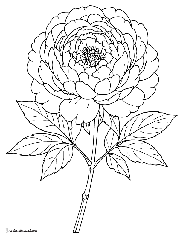 Realistic peony bloom coloring page with layered petals.