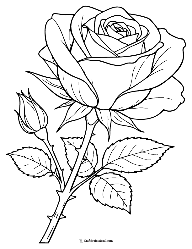 Realistic botanical rose coloring page with detailed petals and leaves.