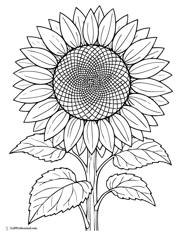 Realistic sunflower coloring page with Fibonacci spiral seed center and leaves.