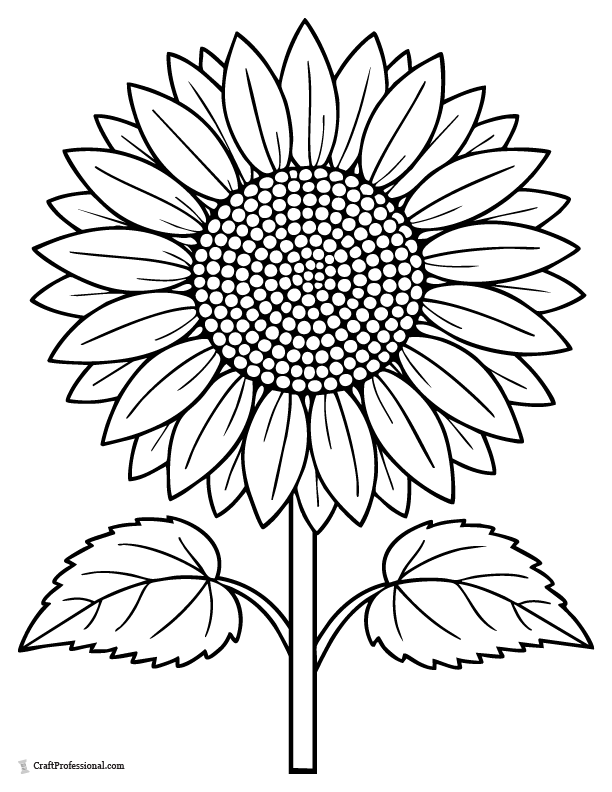 Simple classic sunflower coloring page with large petals.