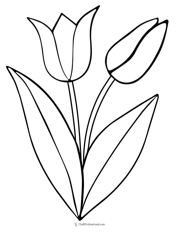 doodle of two spring tulips to color