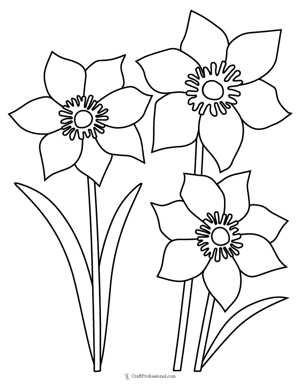 three spring daffodils to color