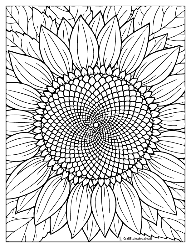 Close-up sunflower coloring page with spiral seed center.